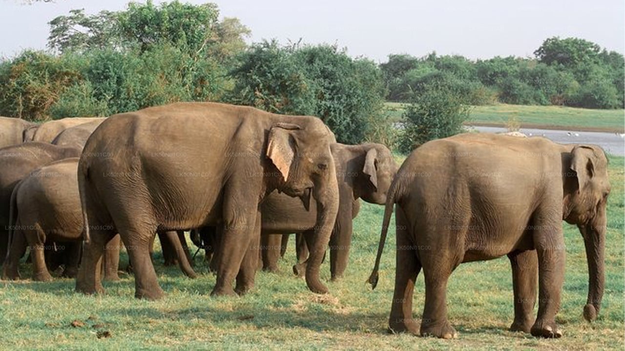 Maduru Oya nationalpark privat safari med naturforskare