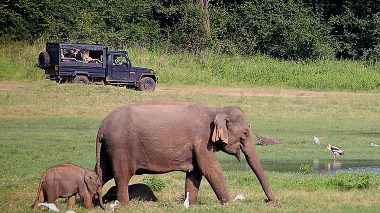 Maduru Oya nationalpark privat safari med naturforskare