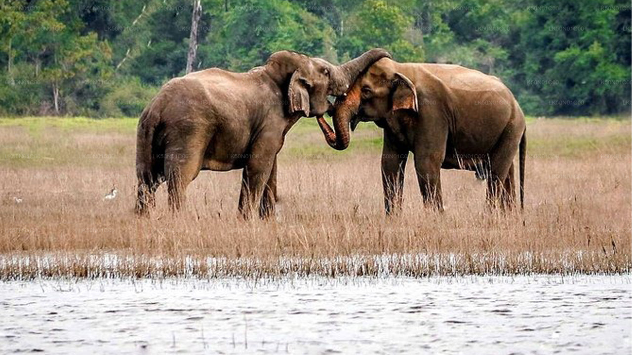 Maduru Oya nationalpark privat safari med naturforskare