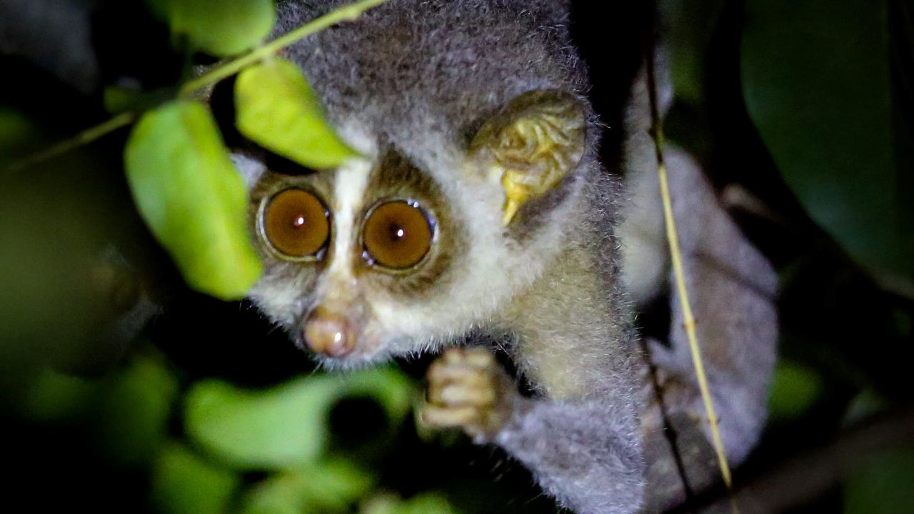 Guided Night Walk with Loris Watching from Wilpattu
