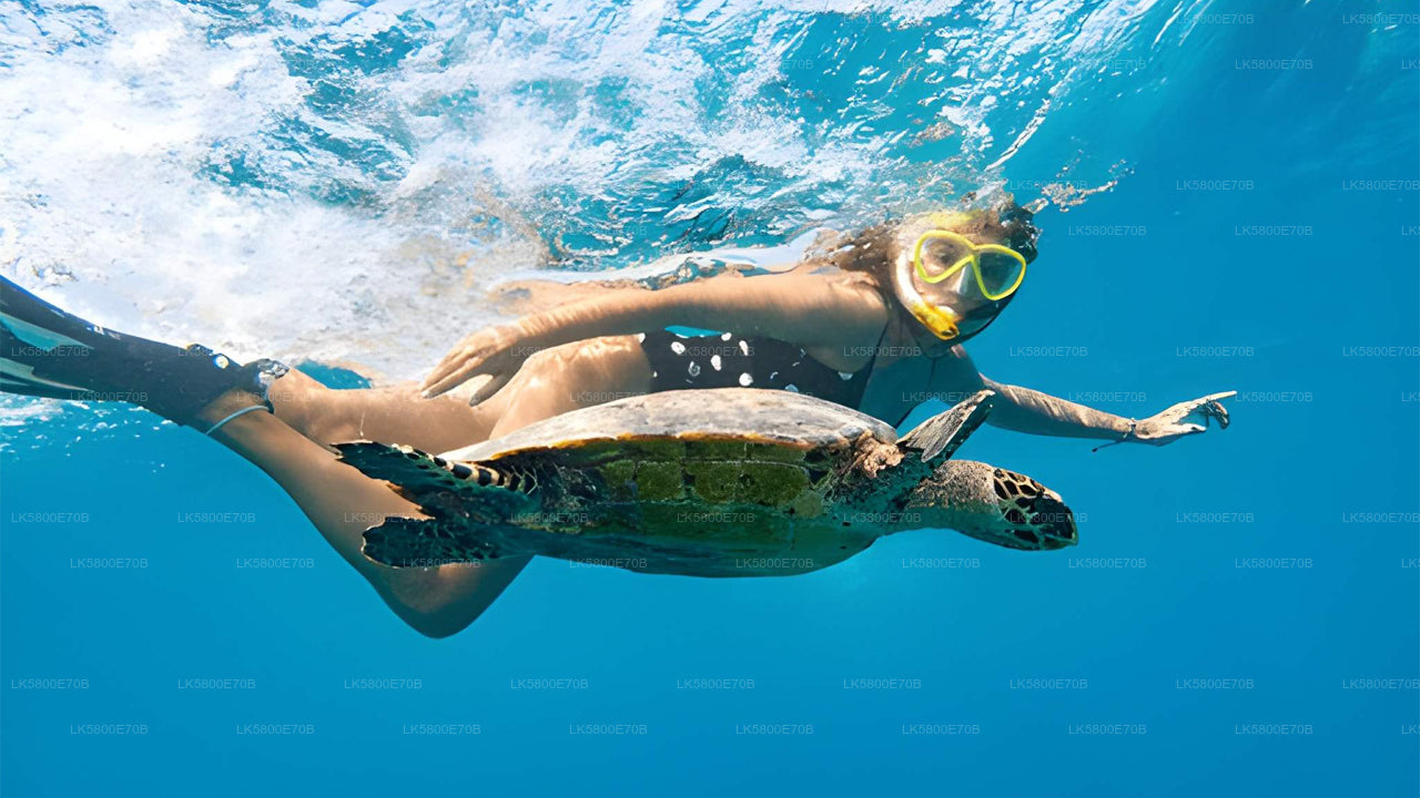 Snorkling med havssköldpaddor från Hikkaduwa