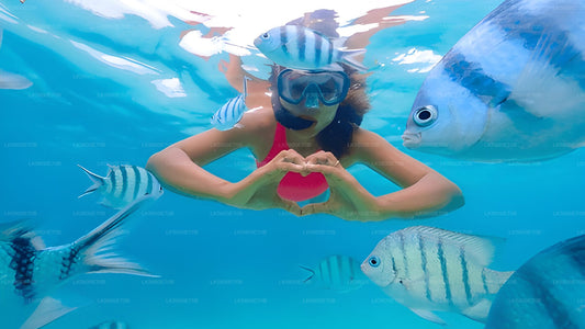 Snorkling med havssköldpaddor från Pigeon Island