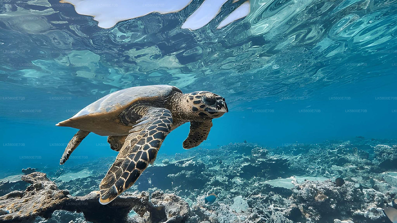 Snorkling med havssköldpaddor från Hikkaduwa