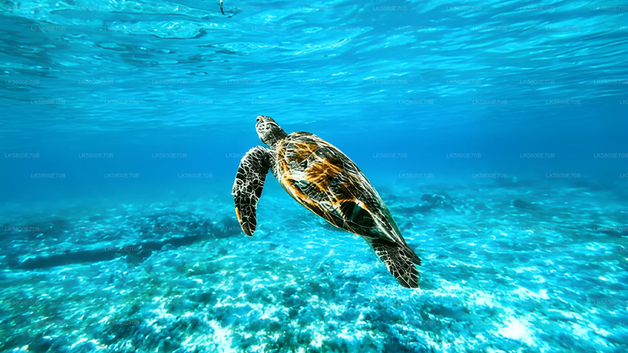 Snorkling med havssköldpaddor från Hikkaduwa