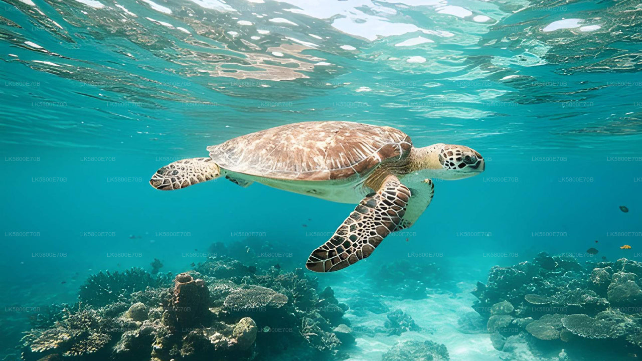 Snorkling med havssköldpaddor från Hikkaduwa