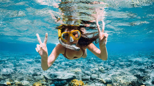 Snorkling med havssköldpaddor från Bentota