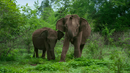 Private Tour from Ahangama to Ella with Udawalawe Safari