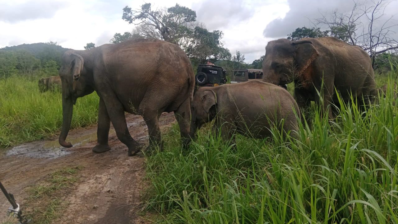 Three elephants, including a baby, walking through a grassy area with a vehicle in the background.
