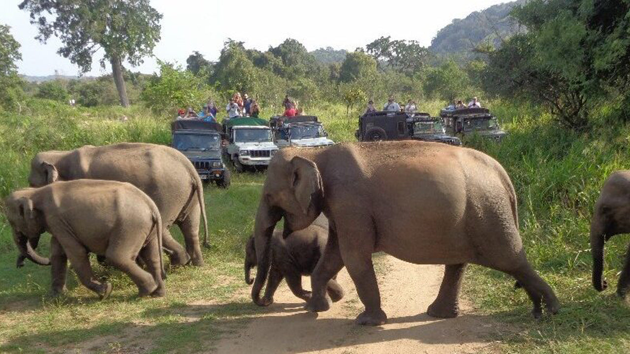 Hurulu Eco Park Safari Dagstur från Pasikuda