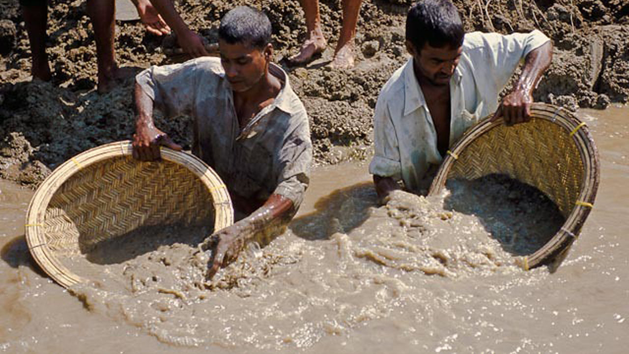 Sri Lankas jordbruk, ädelstengruva och byupplevelse av Ceylon 1850