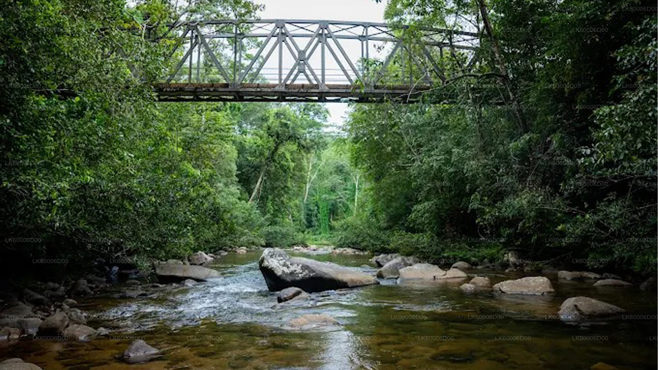 Guidad tur till Sinharaja regnskog från Kosgoda