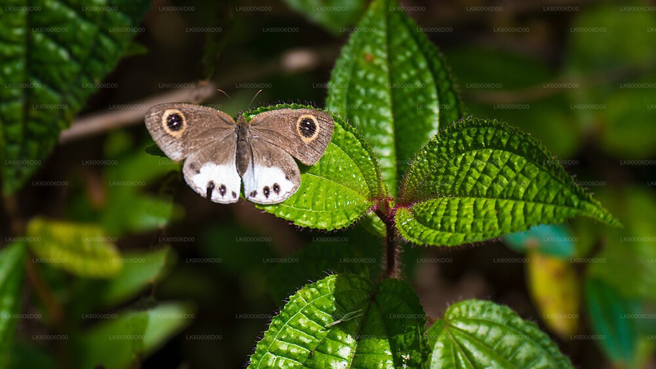Guidad tur till Sinharaja regnskog från Kosgoda