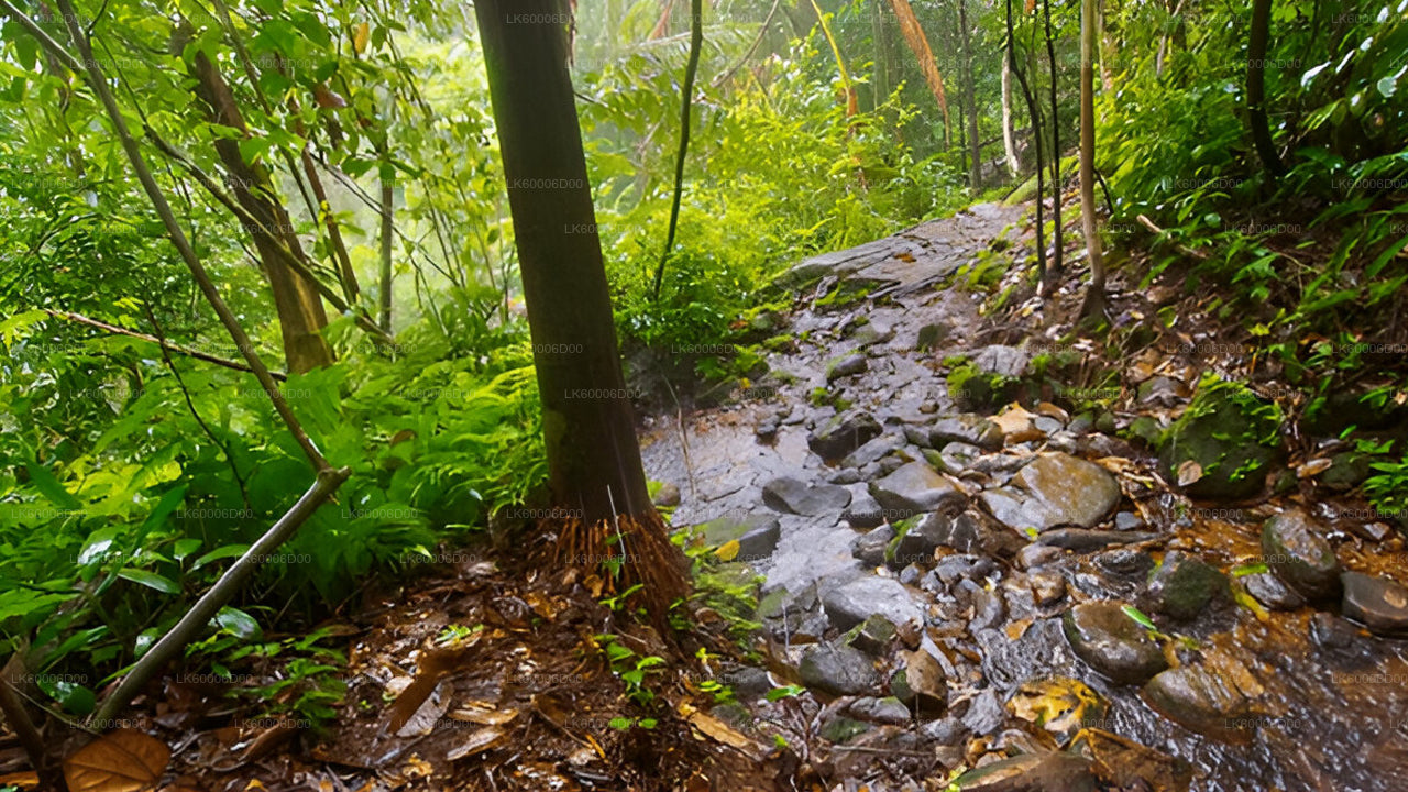 Guidad tur till Sinharaja regnskog från Kosgoda