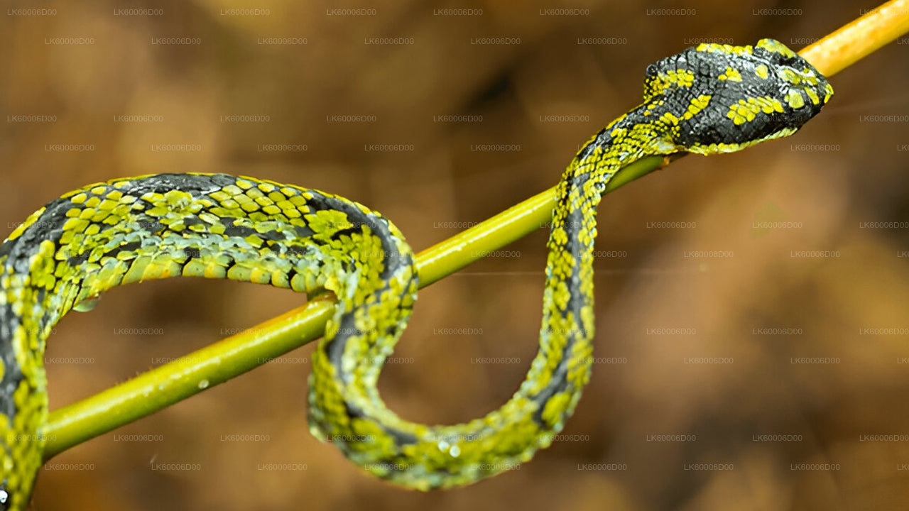 Guidad tur till Sinharaja regnskog från Kosgoda