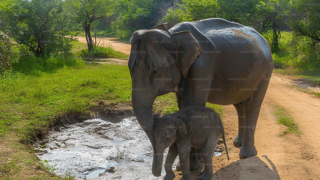 Sigiriya Rock, Village Experience and Wildlife Safari from Pasikuda