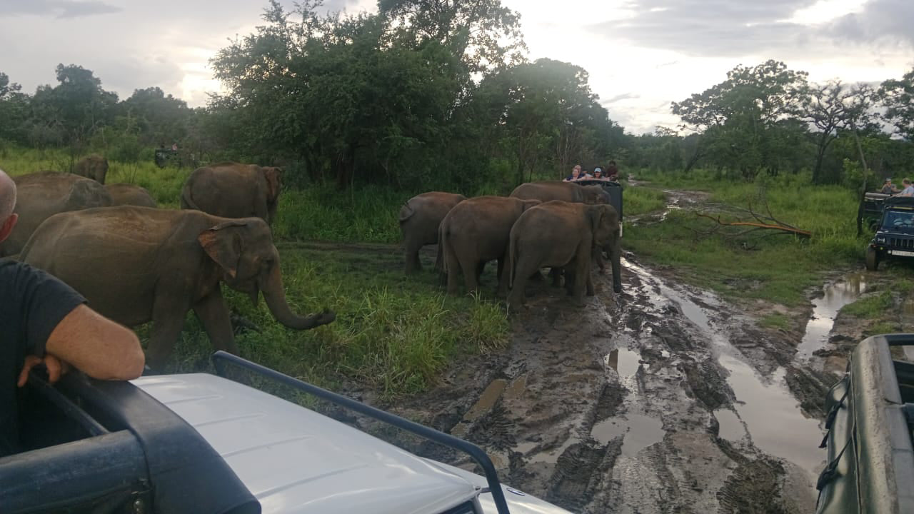 Polonnaruwa Heritage och Hurulu Eco Park Safari från Pasikuda