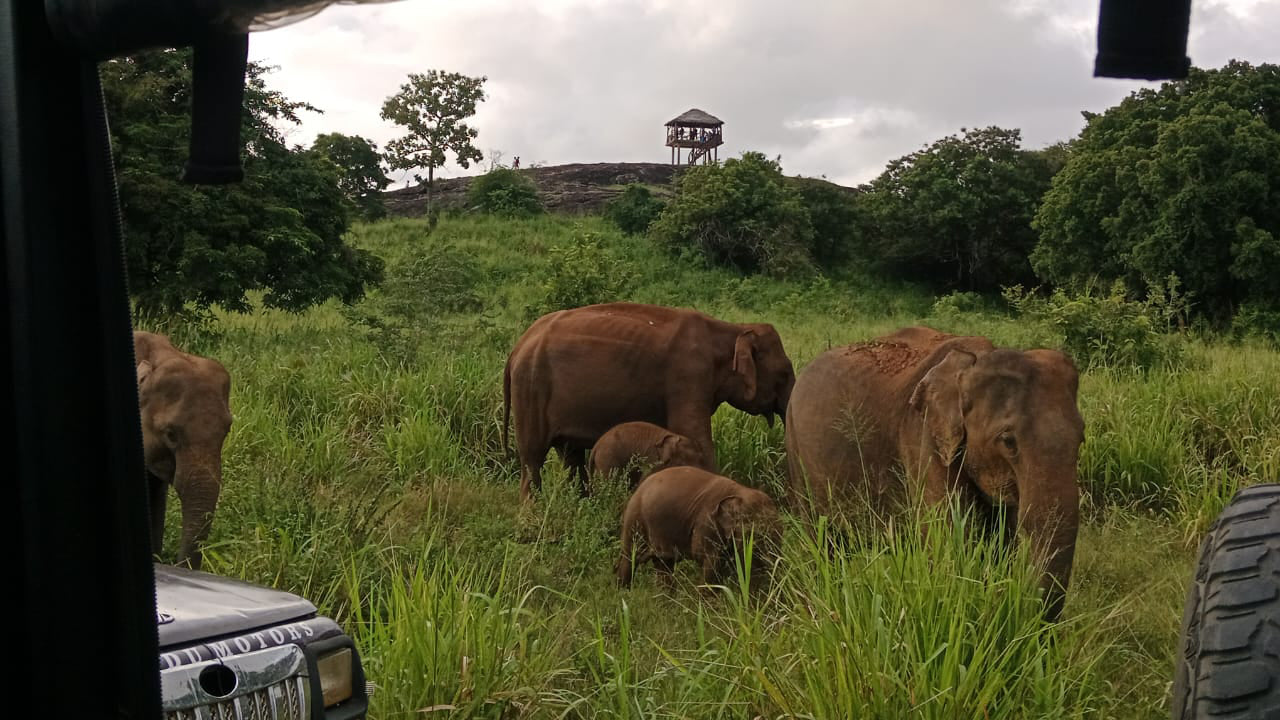 Polonnaruwa Heritage och Hurulu Eco Park Safari från Pasikuda