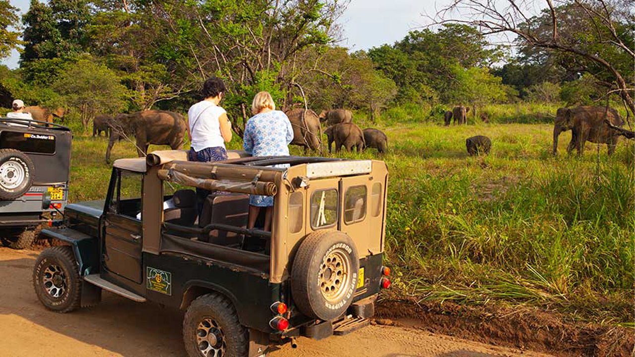 Polonnaruwa Heritage och Hurulu Eco Park Safari från Pasikuda