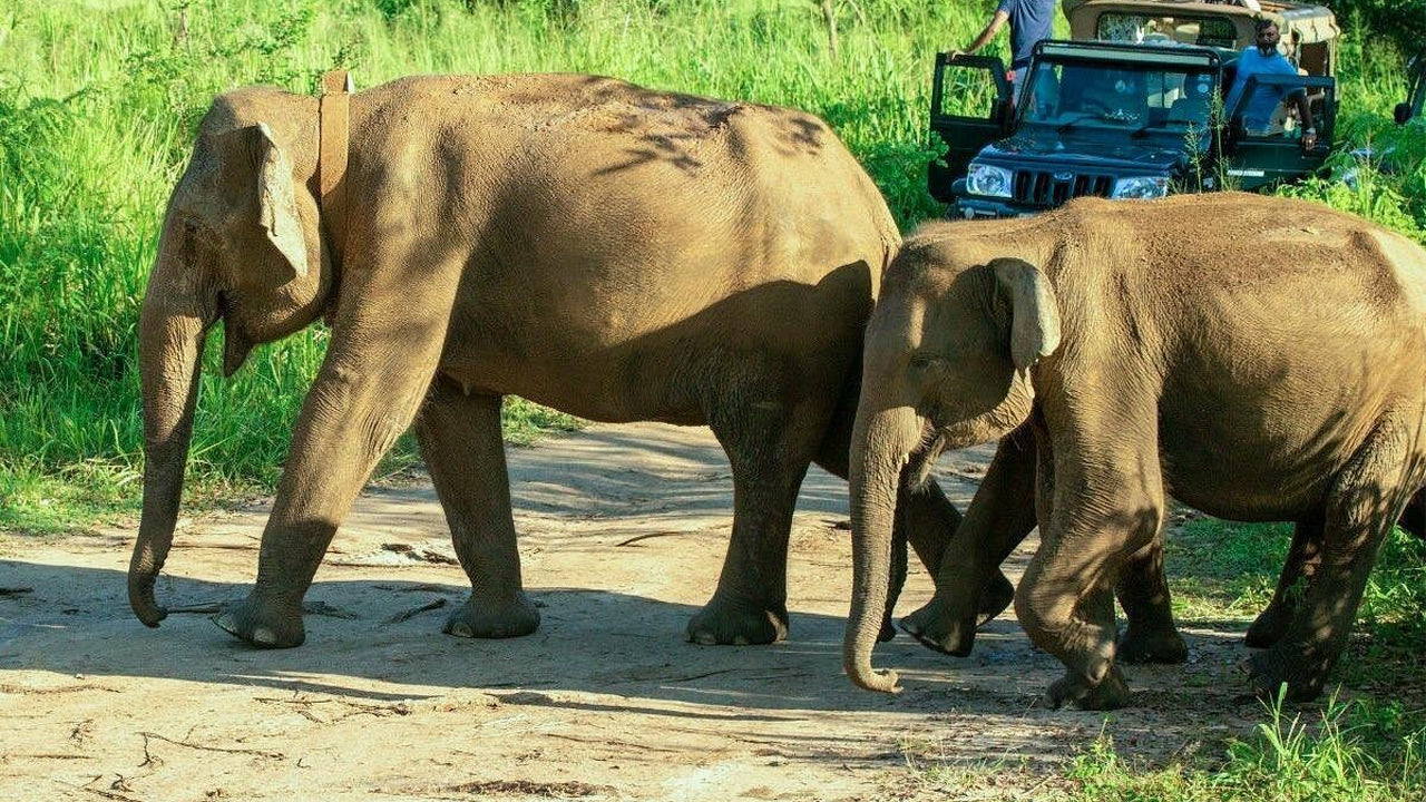 Polonnaruwa Heritage och Hurulu Eco Park Safari från Pasikuda