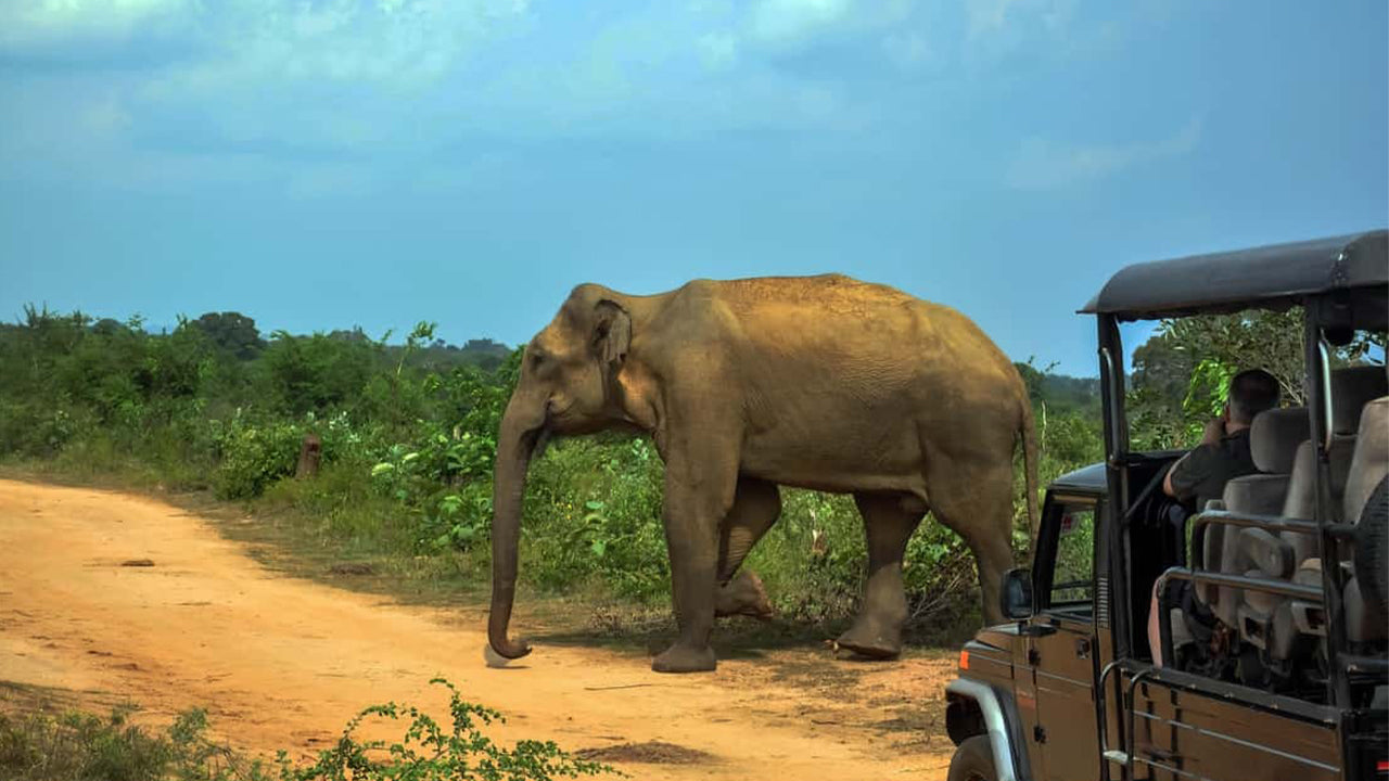 Udawalawe National Park Safari från Ahangama