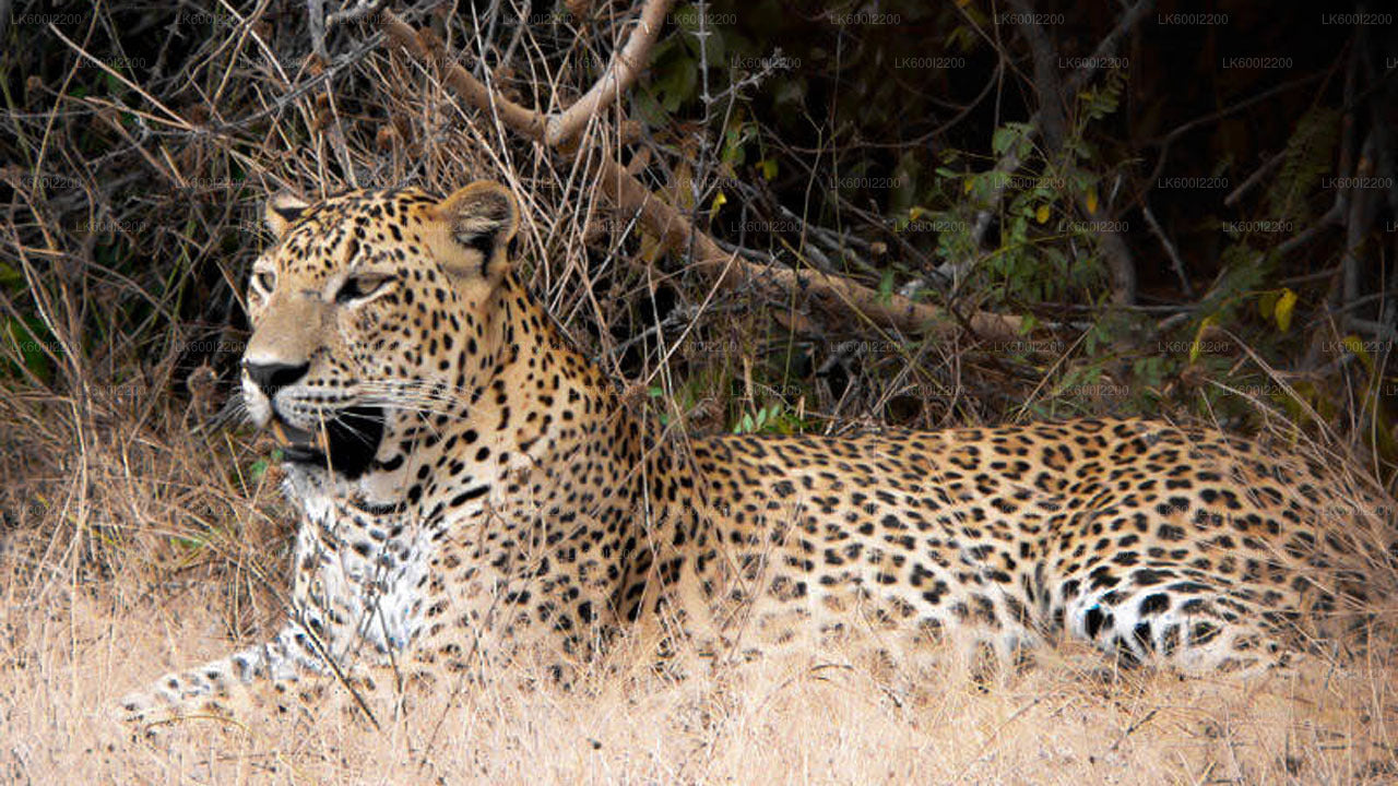 Wilpattu National Park Safari from Dambulla
