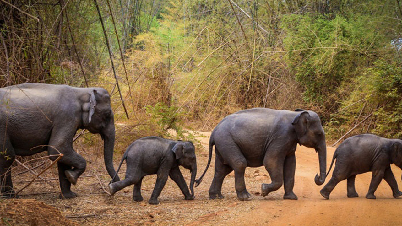 Wasgamuwa National Park Safari från Kandy