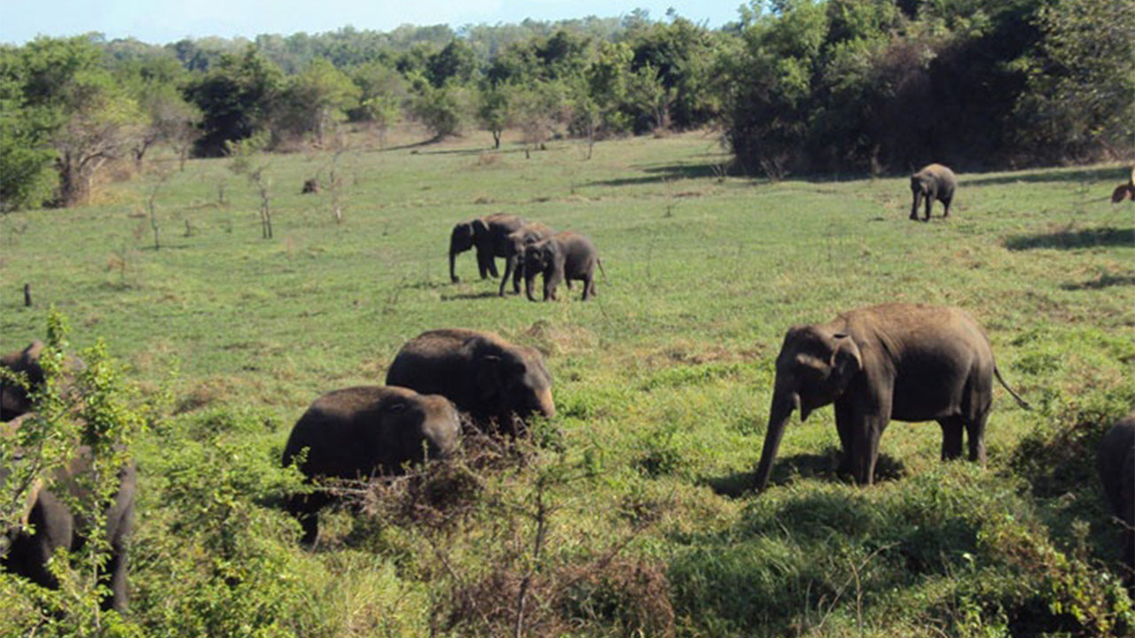 Wasgamuwa National Park Safari från Kandy