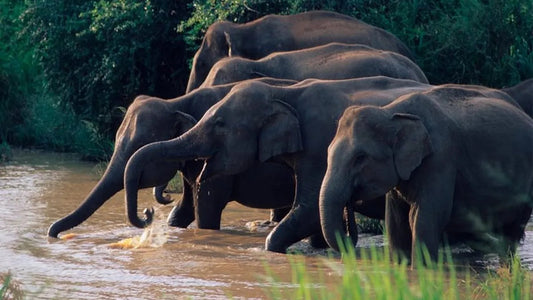 Wasgamuwa National Park Safari från Kandy