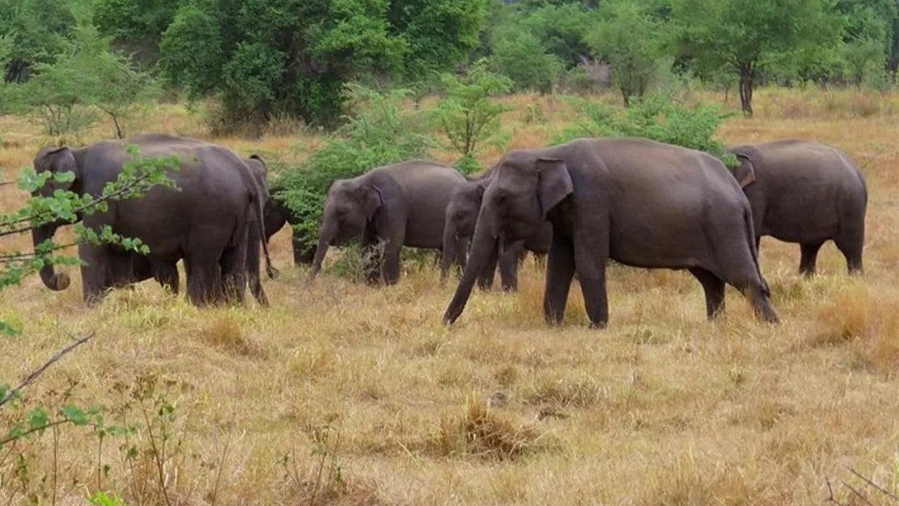 Wasgamuwa National Park Safari från Kandy
