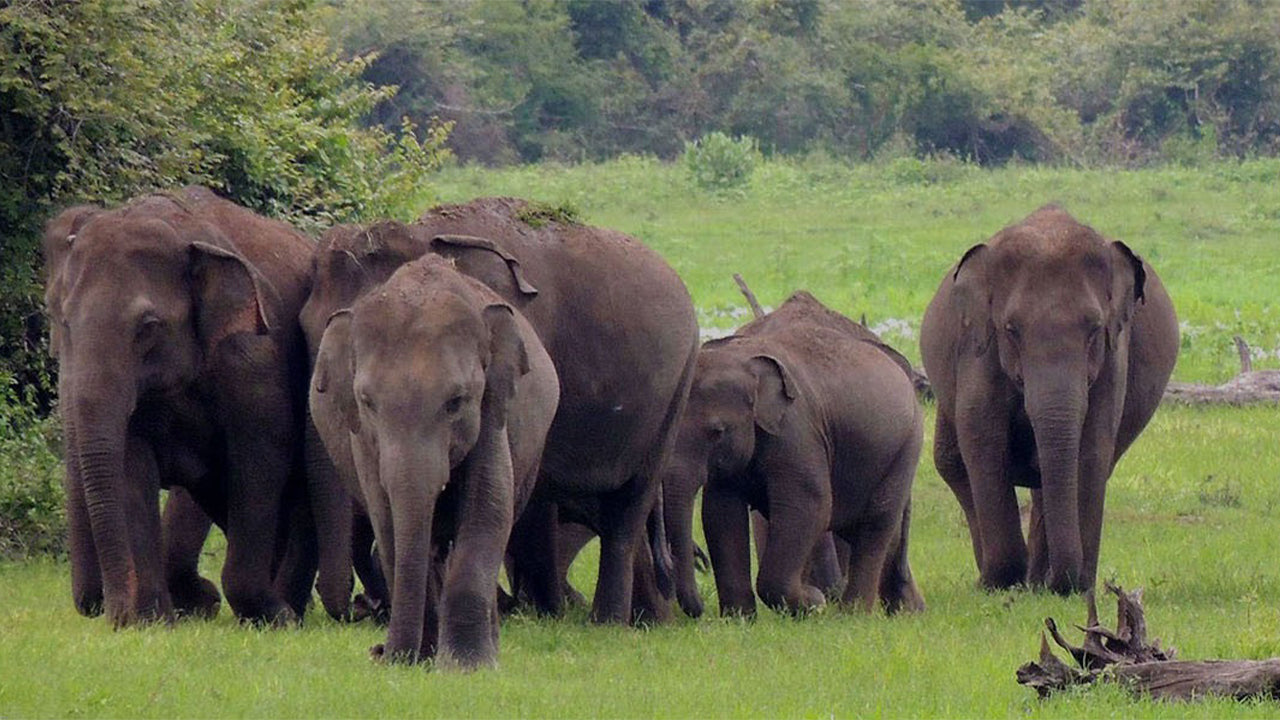 Wasgamuwa National Park Safari från Kandy