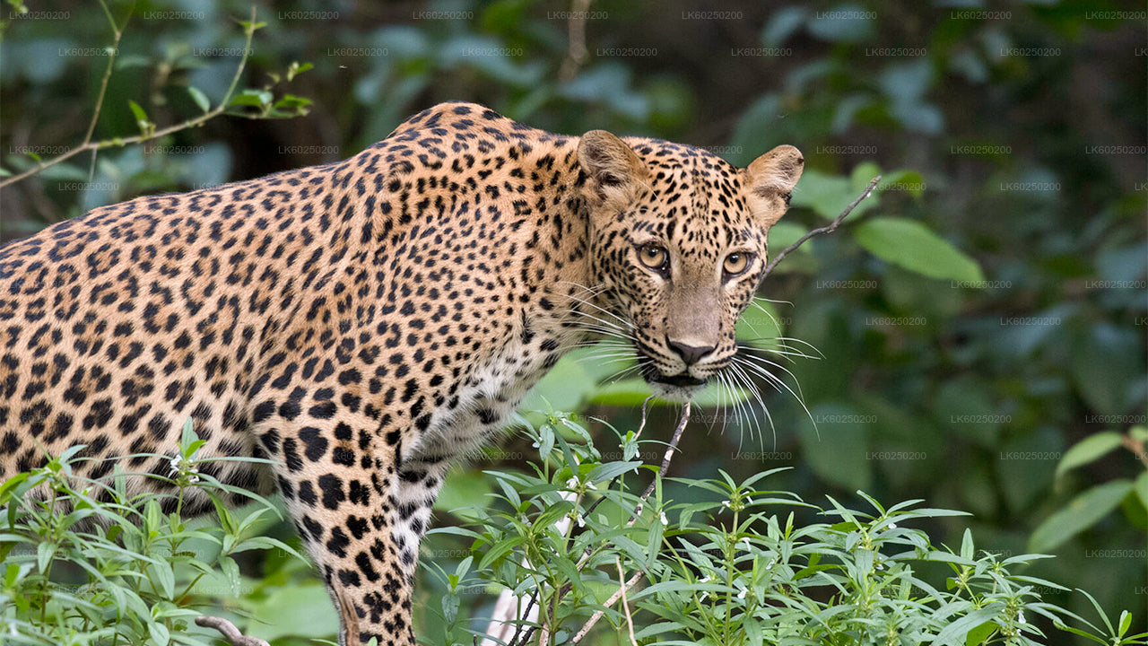 Yala National Park Safari från Unawatuna