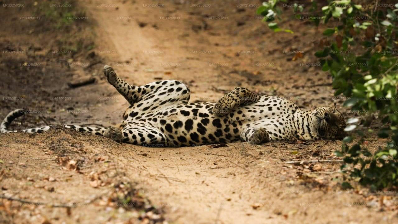 Yala National Park Safari från Unawatuna