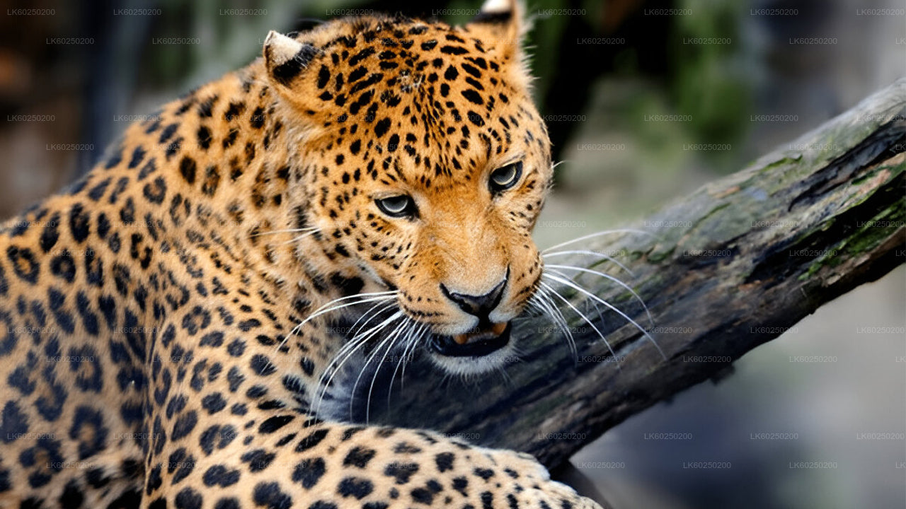 Yala National Park Safari från Unawatuna