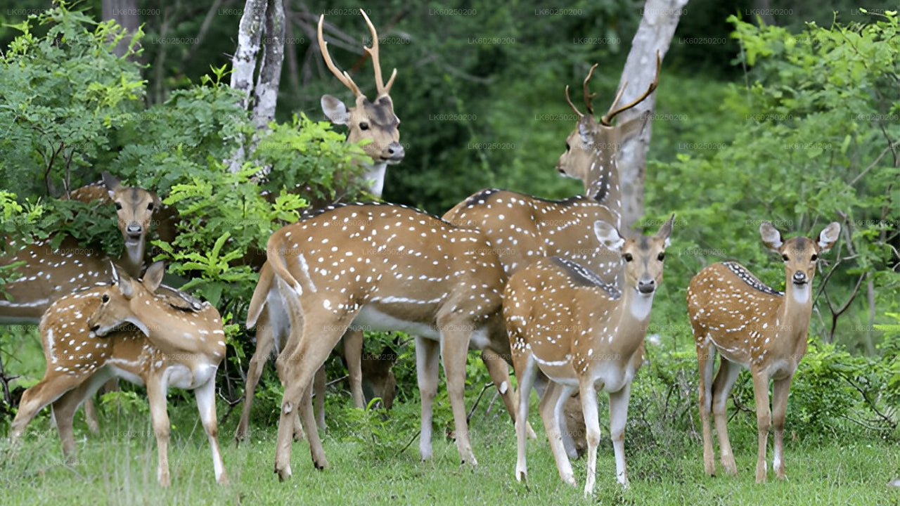 Yala National Park Safari från Unawatuna