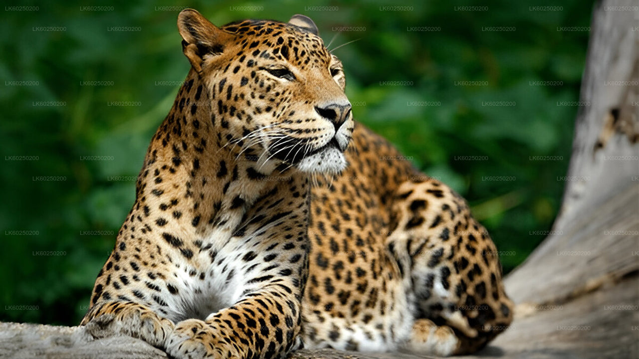 Yala National Park Safari från Unawatuna