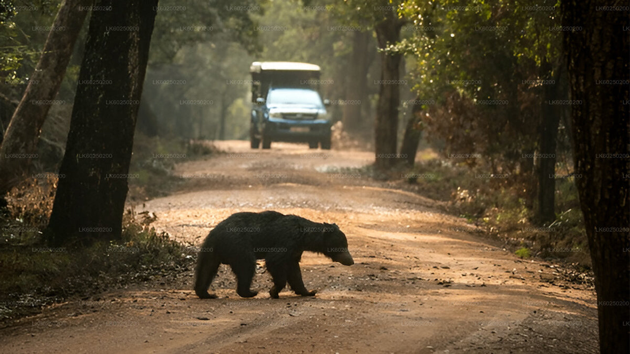 Yala National Park Safari från Unawatuna