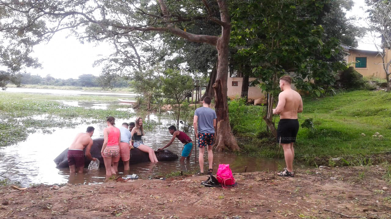 Elefant Tillbaka Safari från Habarana
