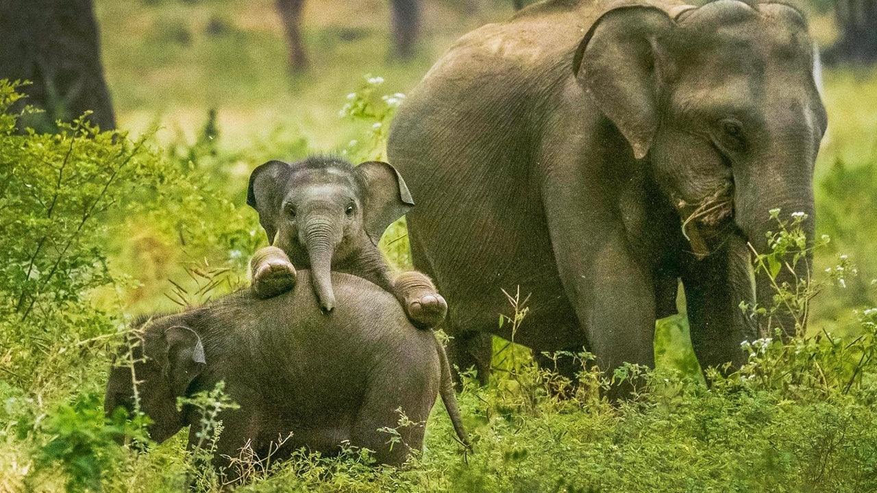 Yala National Park Safari från Weligama