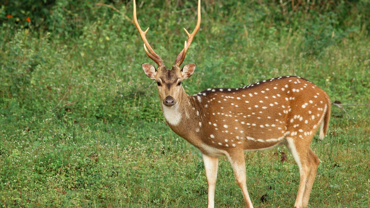 Yala National Park Safari från Weligama