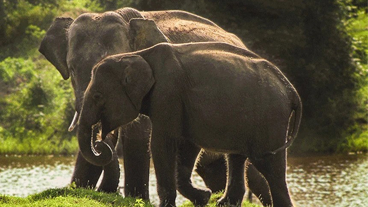 Yala National Park Safari från Weligama