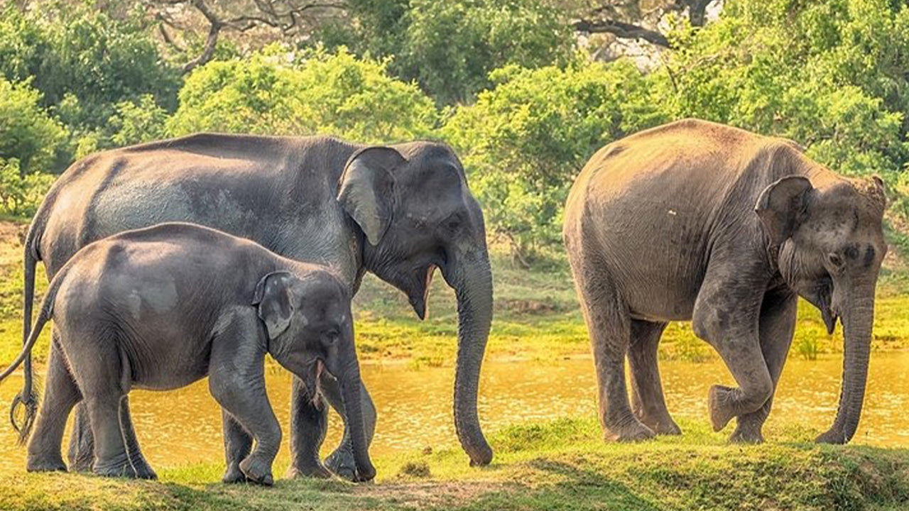 Yala National Park Safari från Weligama