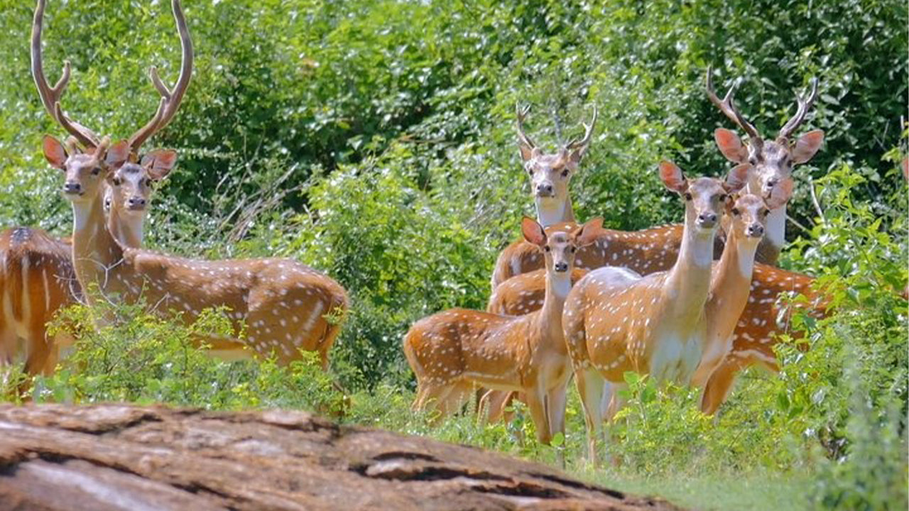 Yala National Park Safari från Weligama