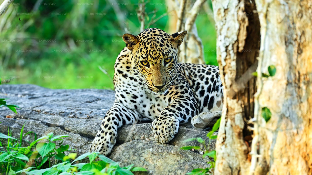 Yala nationalparksafari från Mirissa