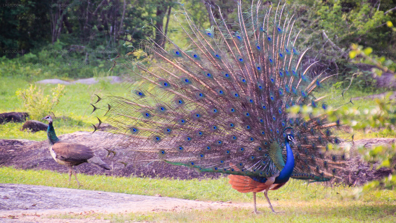 Yala nationalparksafari från Mirissa
