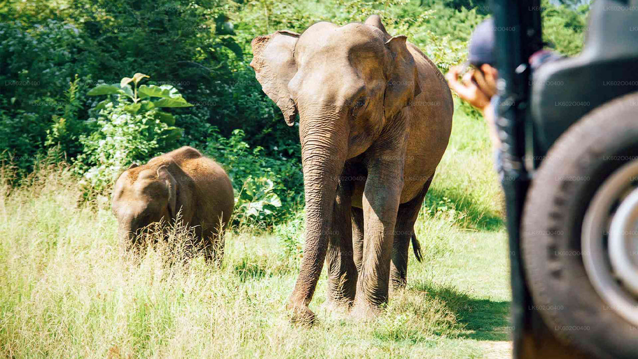 Yala nationalparksafari från Mirissa