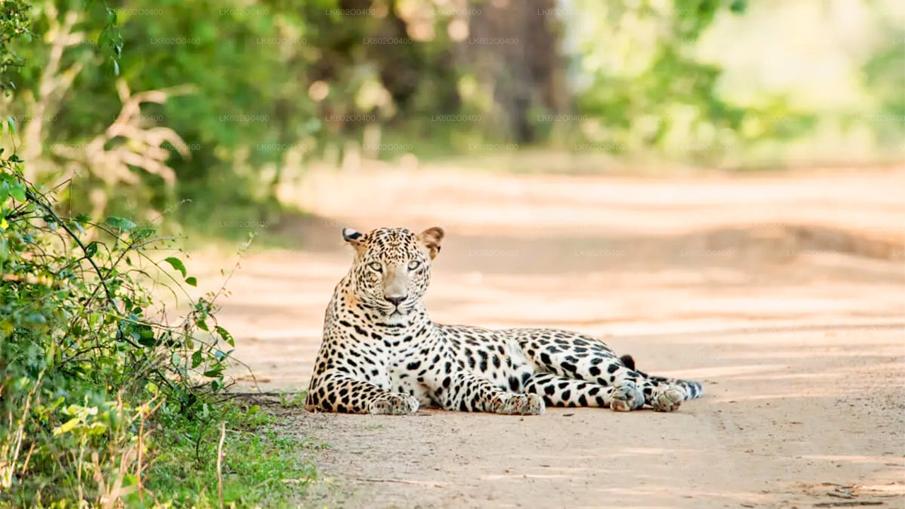 Yala nationalparksafari från Mirissa