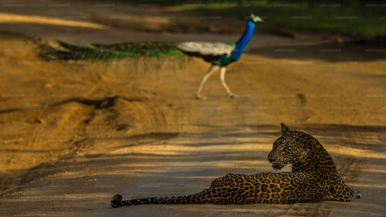 Yala nationalparksafari från Mirissa