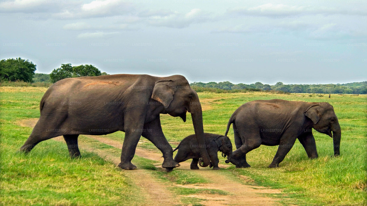 Minneriya National Park Safari från Habarana