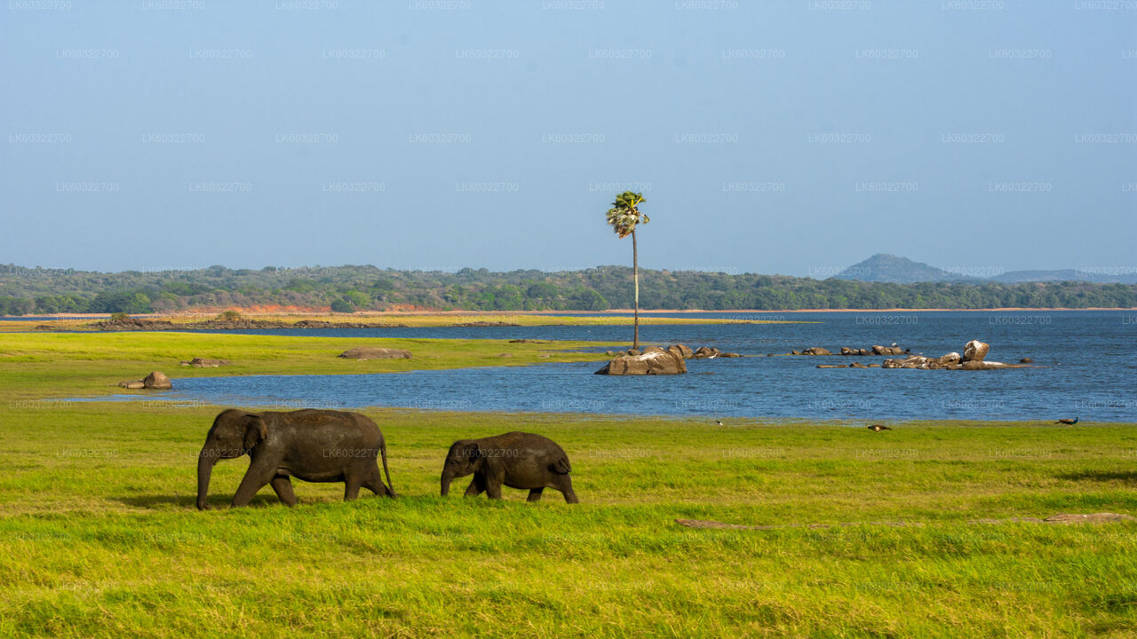 Minneriya National Park Safari från Habarana