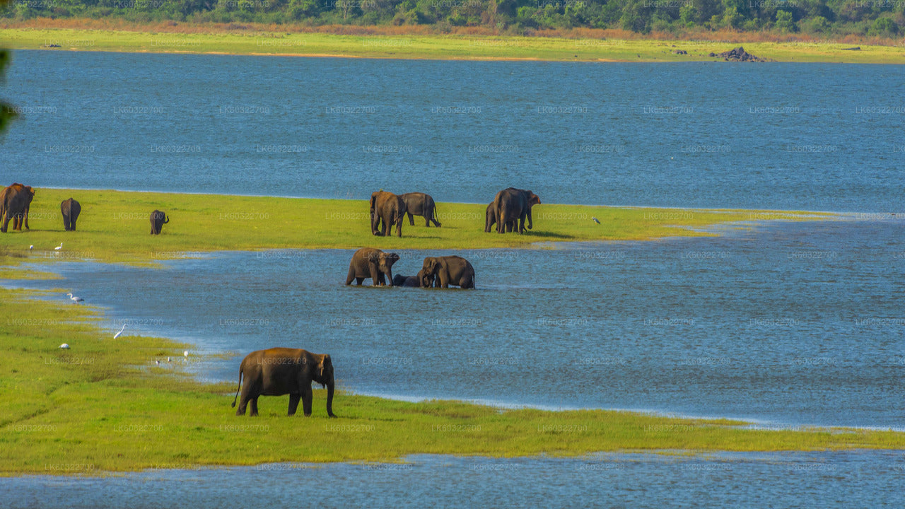 Minneriya National Park Safari från Habarana